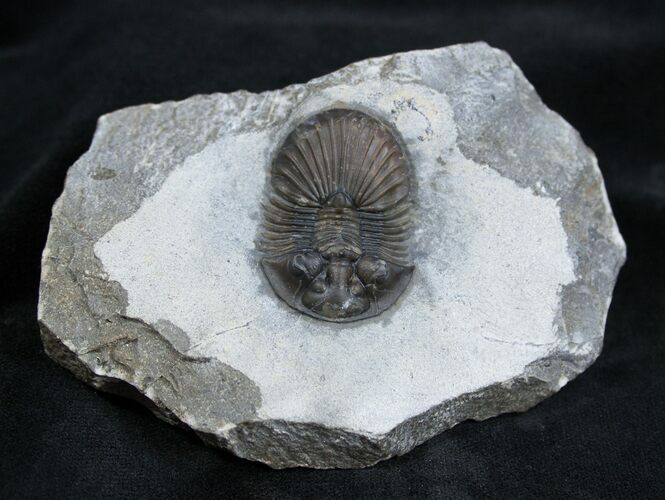 Platyscutellum Trilobite From Morocco #1539